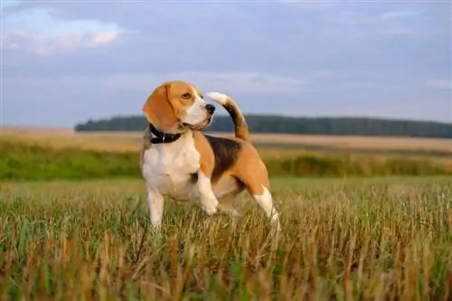 beagle