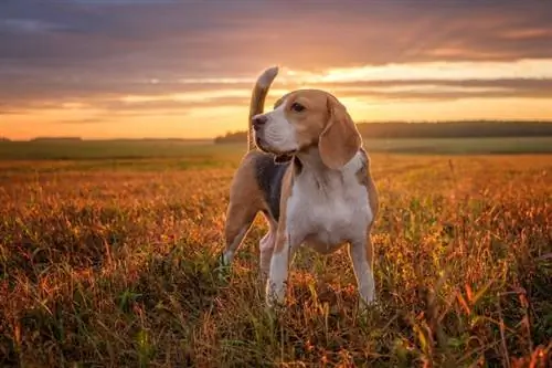 Beagle - Informações sobre raças de cães: fotos, características & Fatos