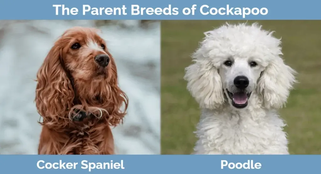 พ่อแม่พันธุ์ของ Cockapoo