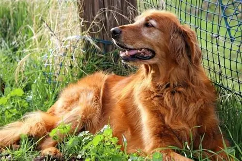 Angle lateral del Golden Retriever vermell