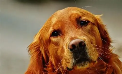 Cara vermella de Golden Retriever