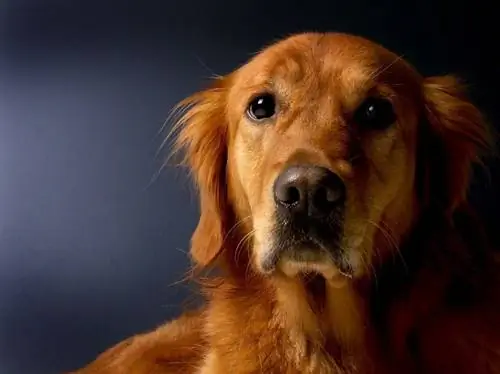 Red Golden Retriever: informació sobre la raça, imatges, fets, trets