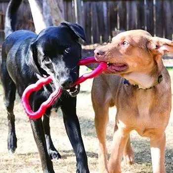 2023'te Köpekler İçin En İyi 7 Römorkör Oyuncak – İncelemeler & En Çok Talep