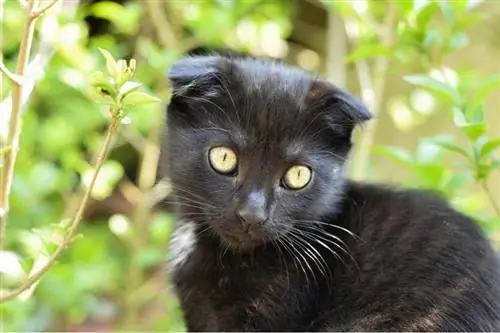 Black Scottish Fold kačiukas