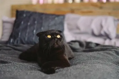 Black Scottish Fold