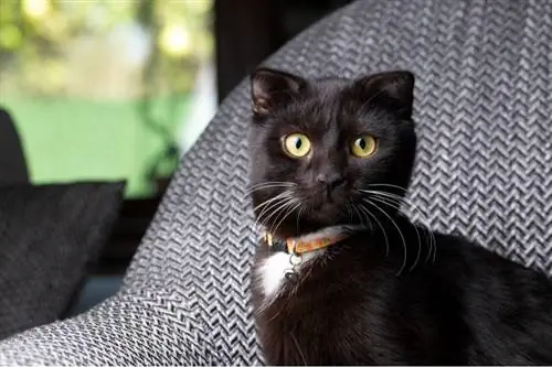 Black Scottish Fold: Fakta, Asal usul & Sejarah (Dengan Gambar)