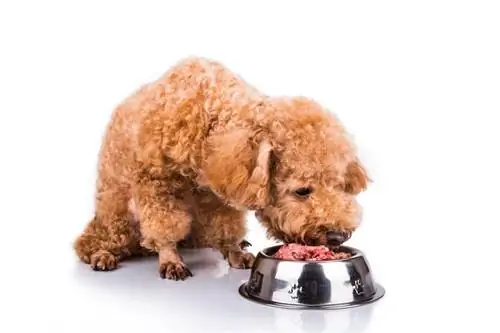 Cão Poodle desfrutando de sua nutritiva e deliciosa carne crua fresca_thamKC_shutterstock