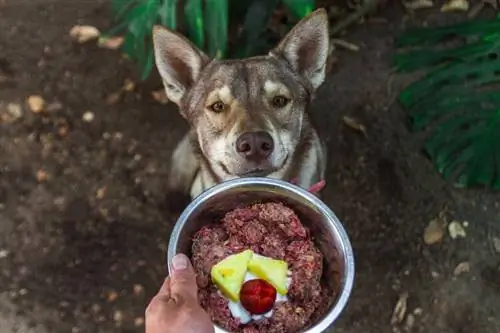 husky nourri avec de la nourriture crue