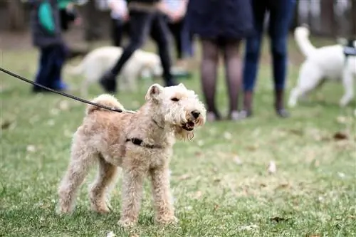 terrier irlandés