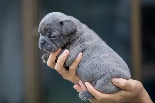 cachorrinho azul bulldog francês_Jantanee Boonkhaw_shutterstockk