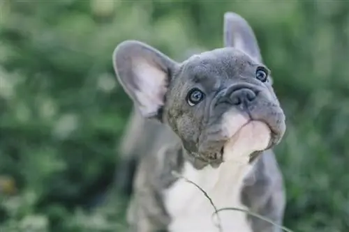 Bulldog francès blau de 3 mesos_Angyalosi Beata_Shutterstock