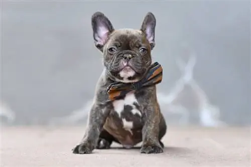 Blue French Bulldog: Info, Duab & Yam ntxwv