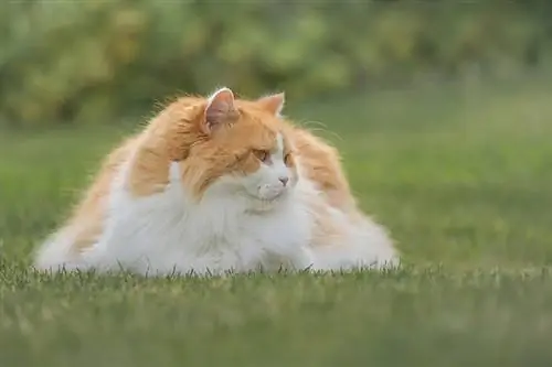 Britse langhaarkat wat op grasveld lê