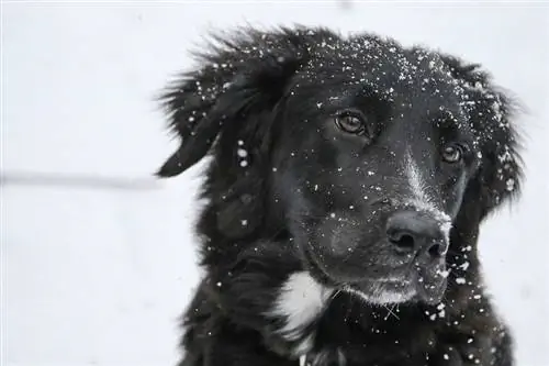 13 Border Collie