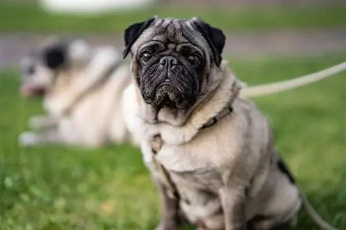 7Pug