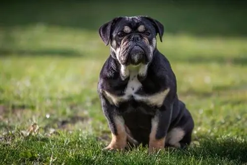 Bouledogue assis dans un champ