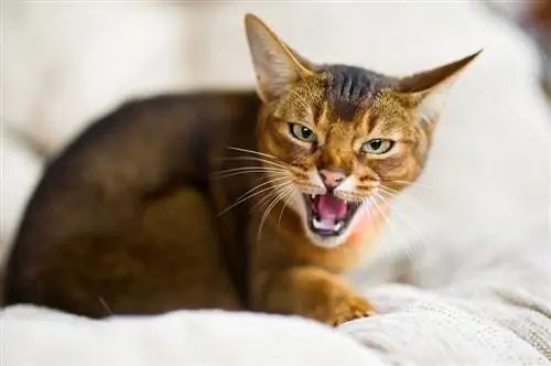 แมว Abyssinian ขู่ฟ่อ