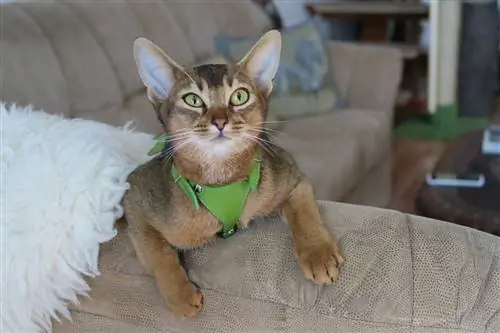 mèo abyssinian với dây nịt