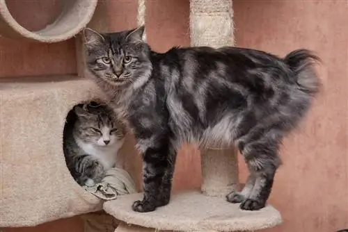 Dos gats Kurilian Bobtail en una torre de gats