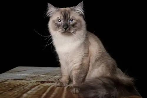 gato siberiano sentado em uma mesa