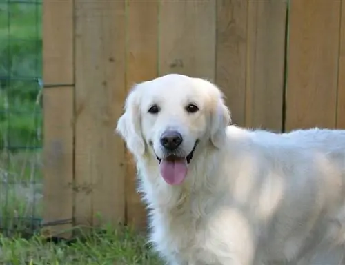 Block Head Golden Retriever - Informacije o pasmini pasa: slike