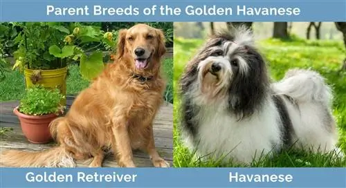 _Parent-Breeds-of-the-Golden-Havanese