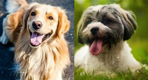 Golden Havanese (zelta retrīvers & Havanese Mix): ceļvedis, attēli, temperaments & iezīmes