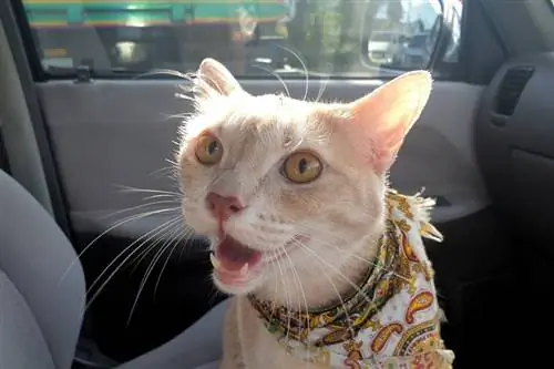 Gato laranja com bandana ofegante dentro do carro