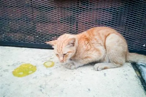 Katze erbricht auf dem Boden