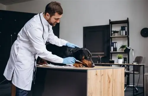 un chien doberman chez le vétérinaire