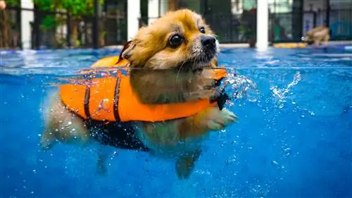 Un lindo perro sonriente, pequeño pomeraniano marrón, está nadando con la chaqueta salvavidas naranja en la nueva piscina azul