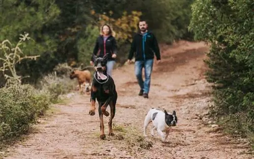 pasangan berjalan-jalan dengan anjing mereka