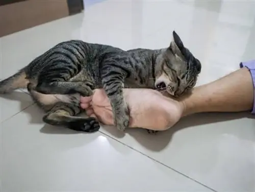 kucing bermain kaki manusia