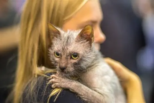 propriétaire femelle étreignant le chat lykoi