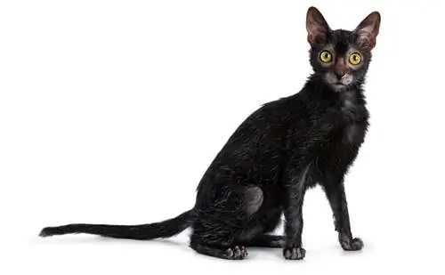 gat lykoi negre sobre fons blanc