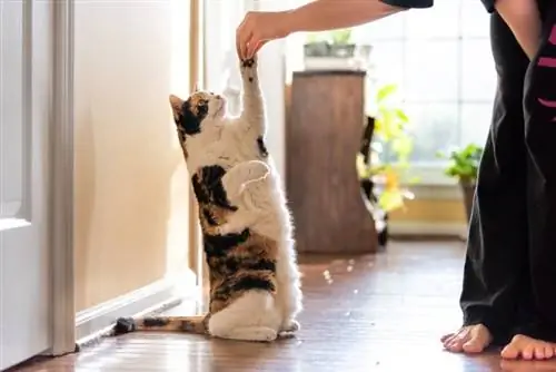 gato malhado treinado pelo dono