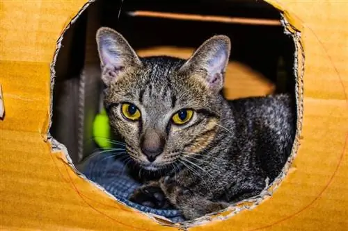 Katze in seinem DIY-Kastenhaus