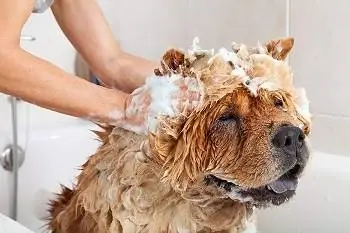 9 Melhores shampoos antipulgas para cães em 2023 – Avaliações & Principais escolhas