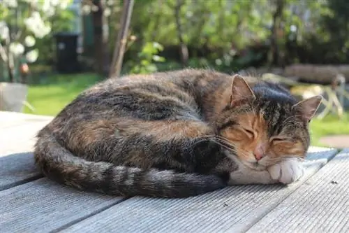 Hvorfor krøller katte sig til bolde, når de sover? 3 grunde til denne adfærd