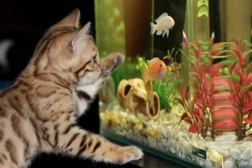 Katze informiert über Aquarium