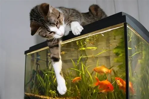 Comment protéger votre aquarium contre les chats (6 méthodes éprouvées)