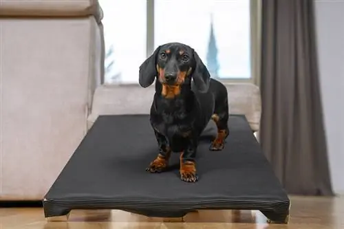 sort og solbrun gravhund hund stående på en rampe