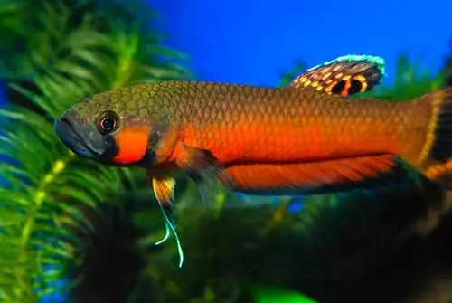 Brunei Beauty (Spotfin Betta Fish): תמונות, מדריך, זנים, & תוחלת חיים