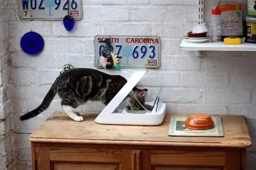 kucing makan makanan dari dispenser automatik di atas meja