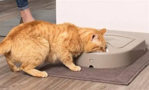 kucing oren makan dari dispenser automatik