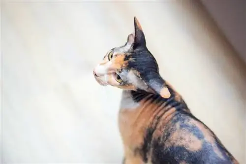 Don Sphynx Cat: Info, bilder, kjennetegn & Fakta