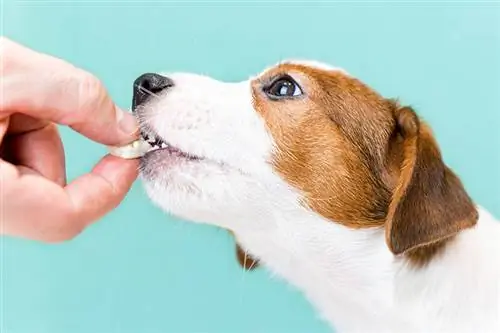 Jack Russell-puppy eet kaas uit handen