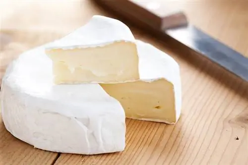 Kan hunde spise brie? Dyrlægen gennemgået fakta & FAQ