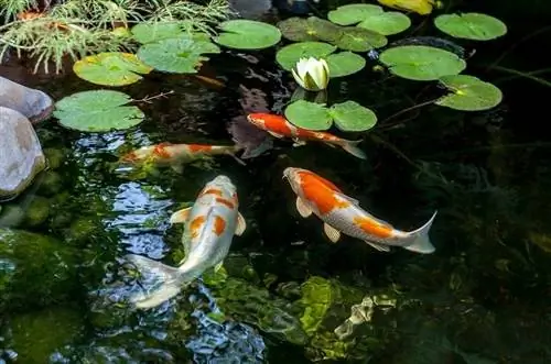 ψάρια koi στη λίμνη