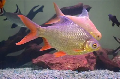 staniol barb fish